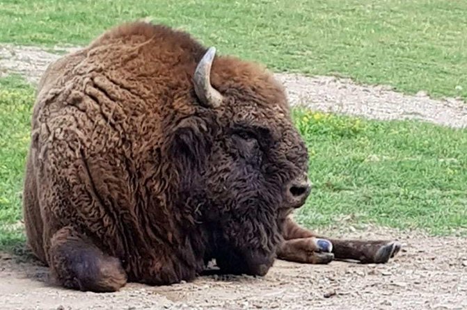Day trip from Brasov: Bison reserve & traditional lunch - Key things I’d mark on your checklist