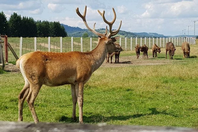 Day trip from Brasov: Bison reserve & traditional lunch - Leaving Brasov at 9:00, with pickup that keeps the day relaxed