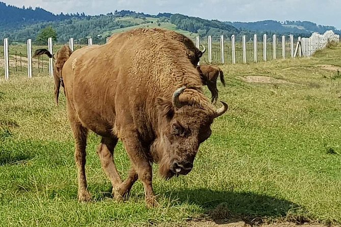 Day trip from Brasov: Bison reserve & traditional lunch - Valea Zimbrilor and the Buffalo Reserve in Vama Buzaului