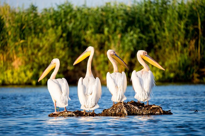 Day Trip from Bucharest to Danube Delta - Key highlights you should know