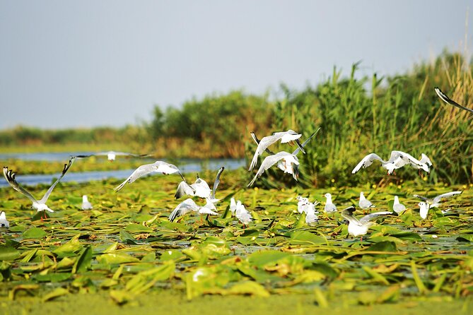 Day Trip from Bucharest to Danube Delta - Danube Delta by boat: what you are really buying