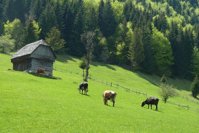 Excursión en Moeciu de Sus (recomendado para familias) con guía español nativo. - Puntos clave que de verdad importan antes de ir