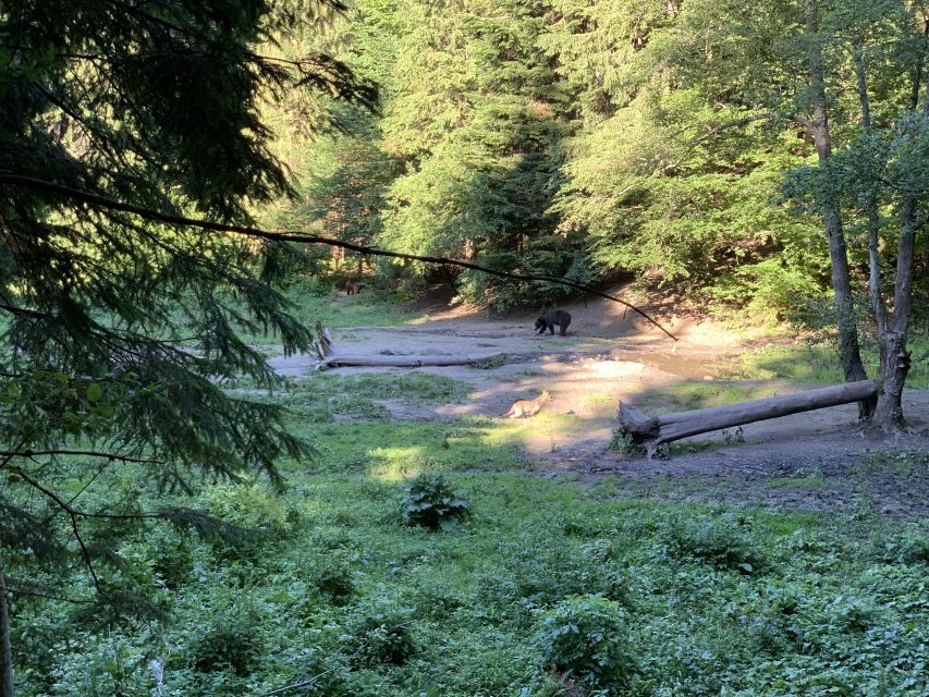 From Brasov: Bear Watching in the Wild - Key things that make this bear-watching trip work