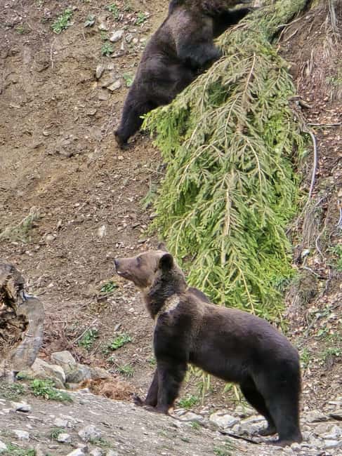 From Brasov: Bear Watching in the Wild - Small group size and the value of focused wildlife time