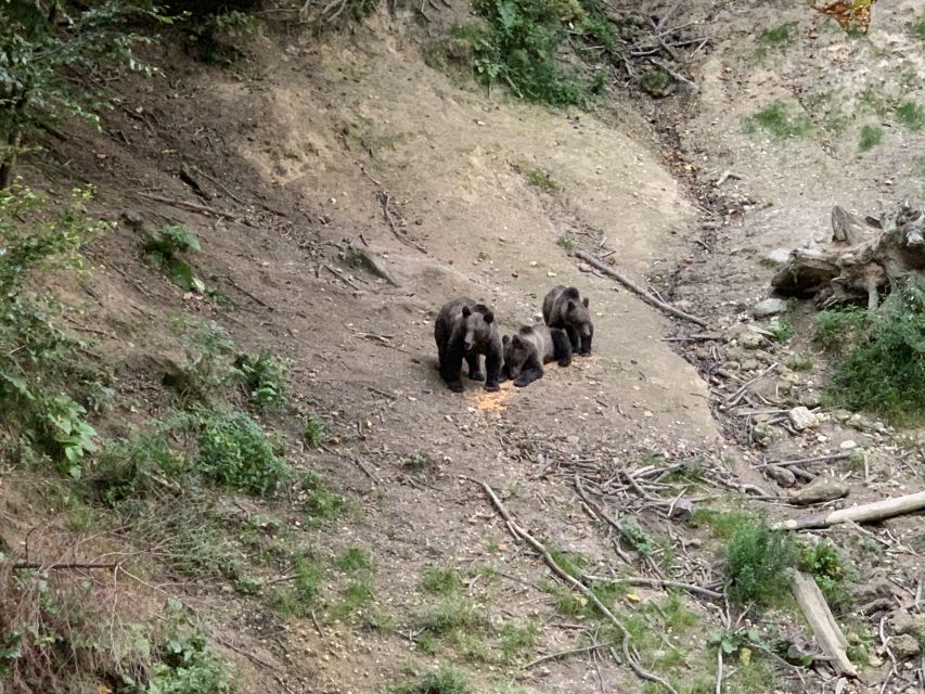 From Brasov: Bear Watching in the Wild - Heading into Transylvania at the right time of day