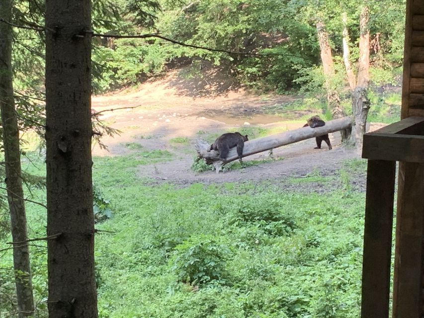 From Brasov: Bear Watching in the Wild - Ranger briefing: how to stay safe and respect bears