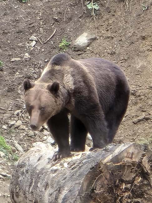 From Brasov: Bear Watching in the Wild - The walk or jeep transfer to the observatory