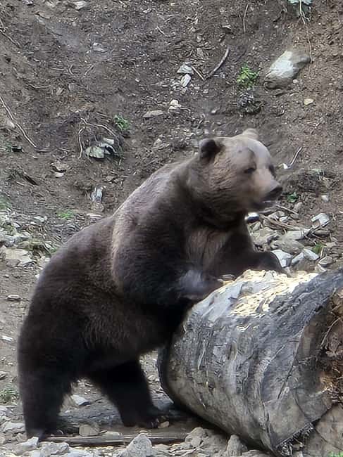 From Brasov: Bear Watching in the Wild - What two hours of viewing actually feels like