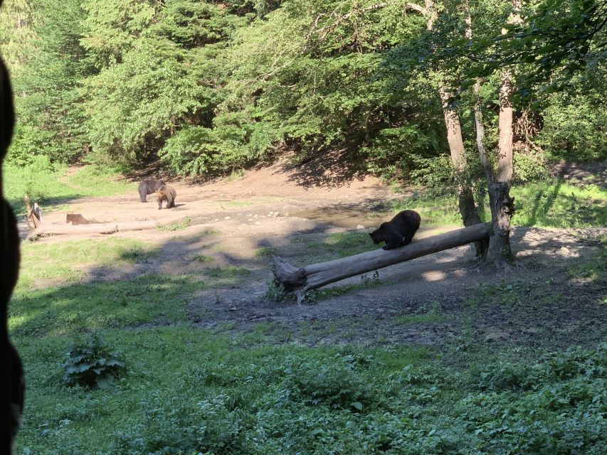 From Brasov: Bear Watching in the Wild - Brown bear facts that make spotting easier