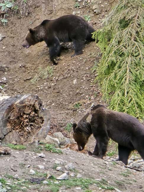 From Brasov: Bear Watching in the Wild - Going responsibly: why the ranger escort is not just a formality