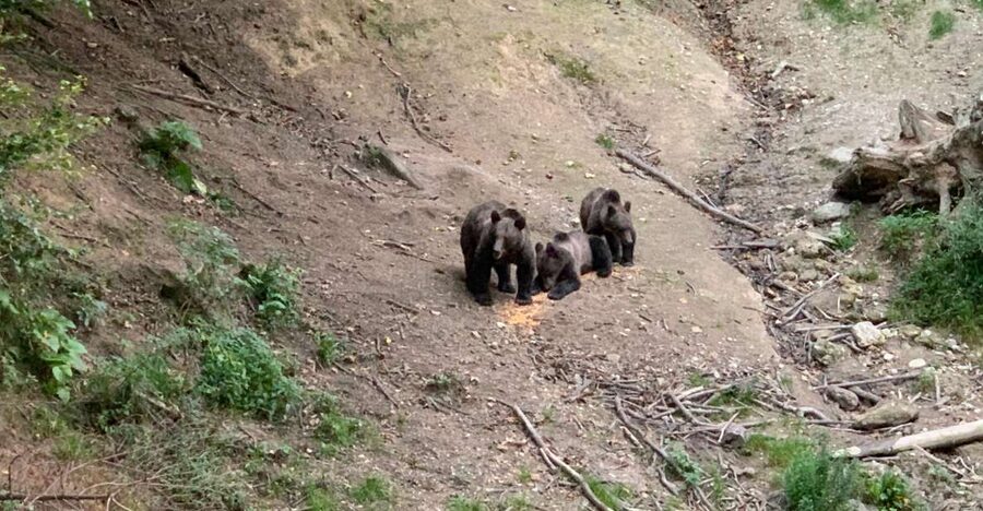 From Brasov: Bear Watching in the Wild - Hotel pickup and the 30-minute ride into the forest