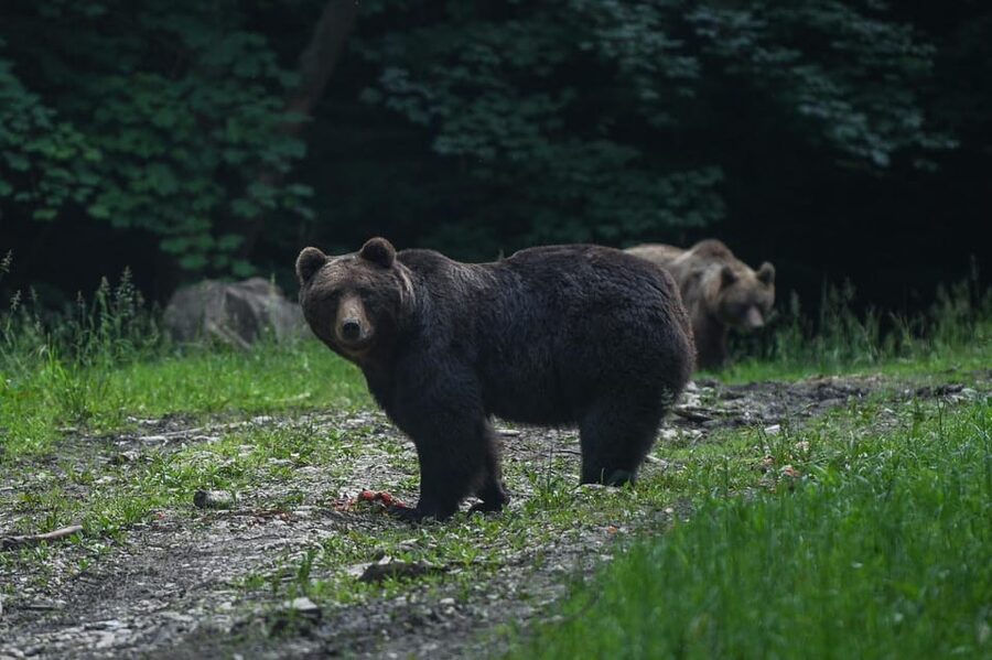 From Brasov: Brown Bear Watching in the Carpathian Mountains - Key things to know before you go