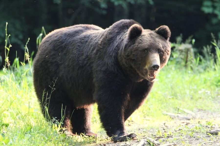 From Brasov: Brown Bear Watching in the Carpathian Mountains - Who should book this bear watching in Brasov, and who should skip it