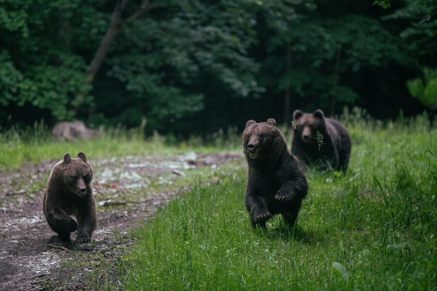 From Brasov: Brown Bear Watching in the Carpathian Mountains - Walking to the hide: what the “2 hours” part really feels like