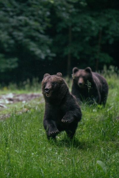 Brown Bear Watching in the Carpathian Mountains
