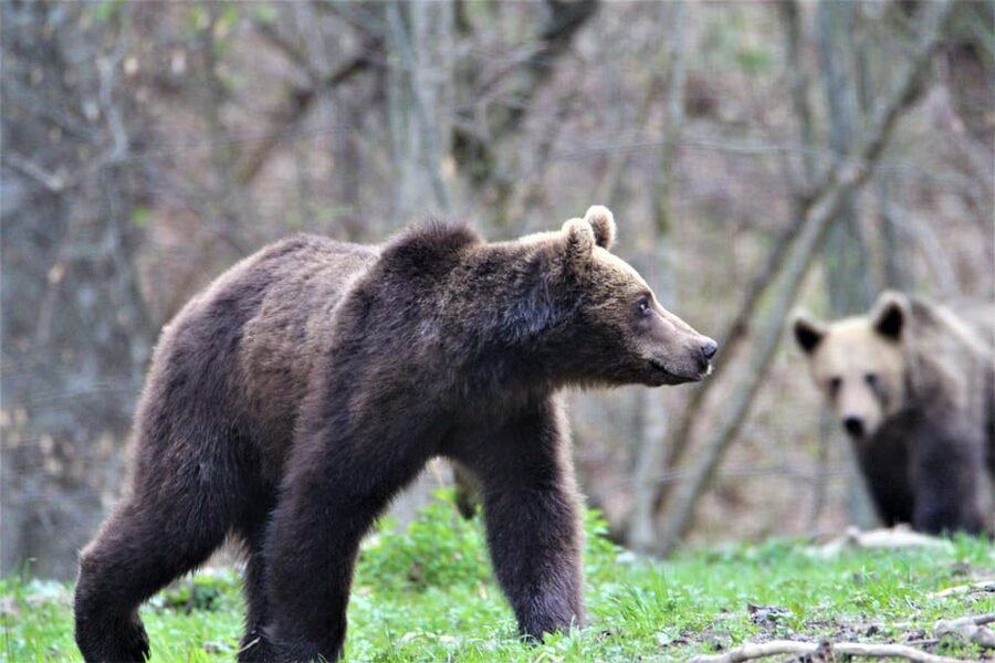 From Brasov: Brown Bear Watching in the Carpathian Mountains - In the bear hide: seeing European Brown Bears up close (and safely)