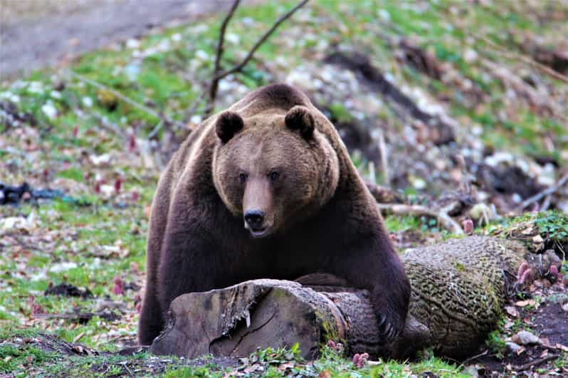 From Brasov: Brown Bear Watching in the Carpathian Mountains - The guide makes or breaks the experience: how this one feels in real life