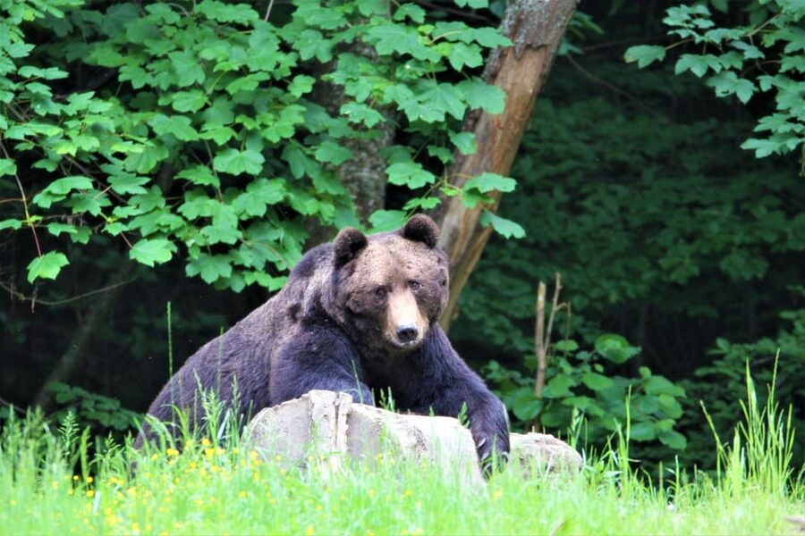 From Brasov: Brown Bear Watching in the Carpathian Mountains - Return ride and wrap-up: you leave the forest quieter than you arrived