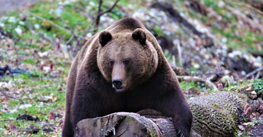 From Brasov: Brown Bear Watching in the Carpathian Mountains - Price and value: is $79 worth it for bear hide watching?