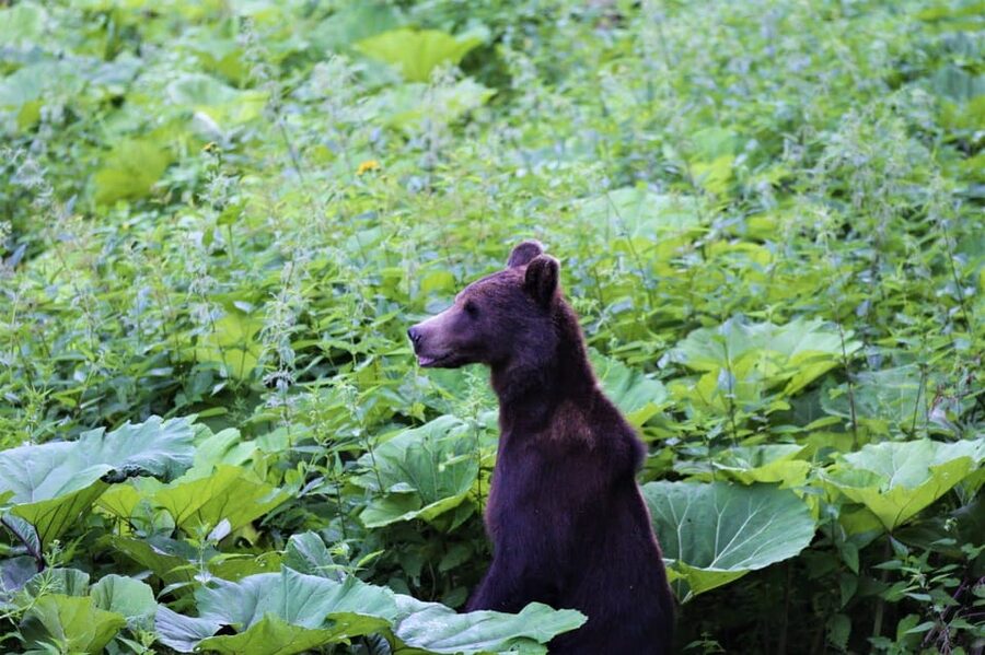 From Brasov: Brown Bear Watching in the Carpathian Mountains - What to bring, and what to avoid (so the forest stays wild)