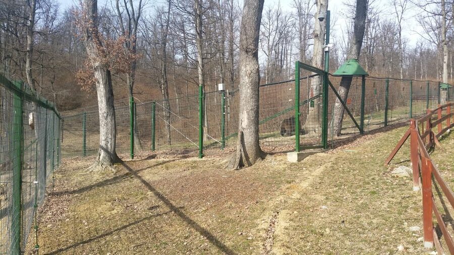 From Brasov: Libearty Bear Sanctuary Guided Tour - The Best Way to Enjoy It: Small Habits That Make a Big Difference