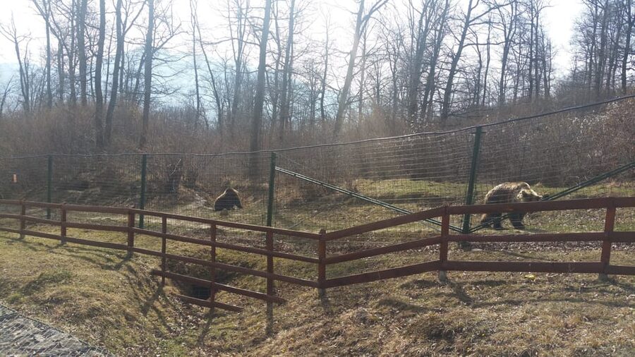 From Brasov: Libearty Bear Sanctuary Guided Tour - A Bear Sanctuary Tour Built Around Respect, Not Entertainment