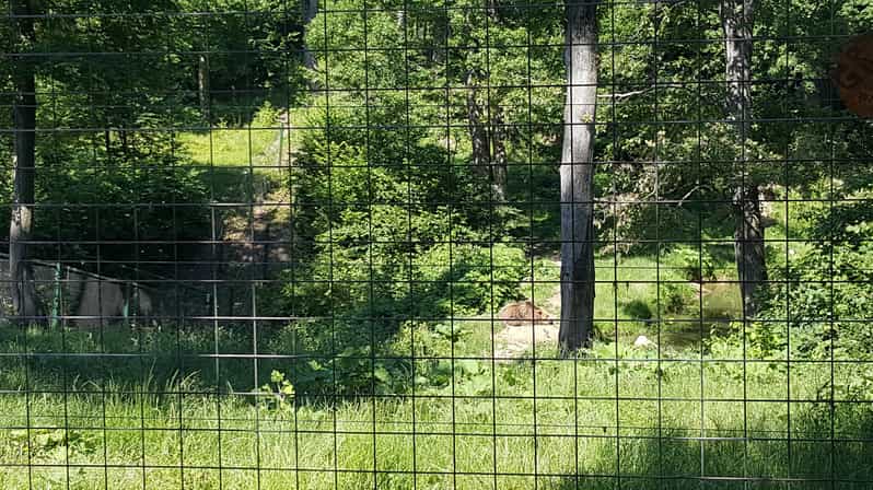 From Brasov: Libearty Bear Sanctuary Guided Tour - Inside Libearty Bear Sanctuary: The 2 km Walk and Why It Feels Different