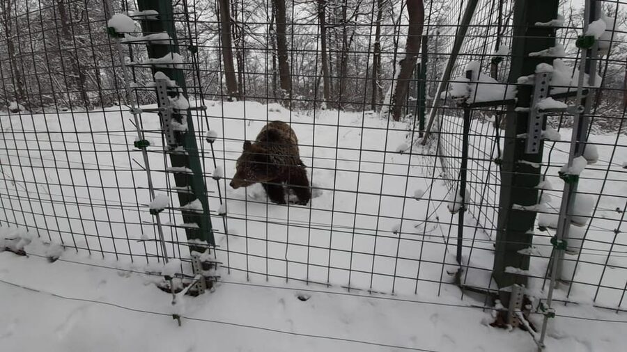 From Brasov: Libearty Bear Sanctuary Guided Tour - The Bears Set the Rules: Sanctuary Etiquette You’ll Need to Follow
