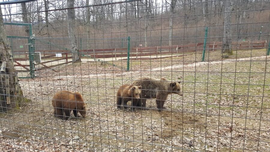 From Brasov: Libearty Bear Sanctuary Guided Tour - Price and Value: What $92 Gets You (and What Costs Extra)