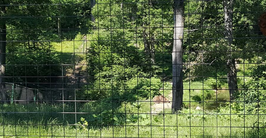 From Brasov: Libearty Bear Sanctuary Guided Tour - Group Size Reality Check: When Small-Group Feels Bigger