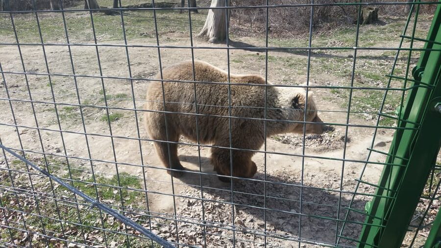 From Brasov: Libearty Bear Sanctuary Guided Tour - What to Bring: Shoes, Silence, and Photo Planning