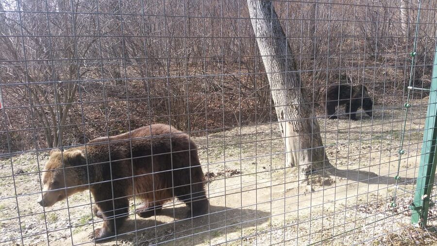 From Brasov: Libearty Bear Sanctuary Guided Tour - Who Should Book This Tour, and Who Might Want Something Else