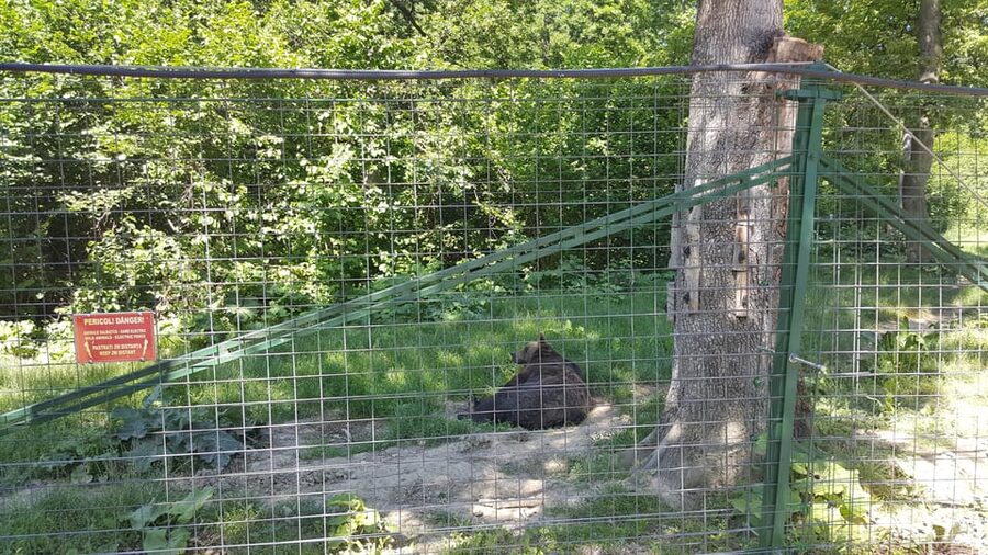 From Brasov: Libearty Bear Sanctuary Guided Tour - Getting From Brasov to Zarnesti Without Stress