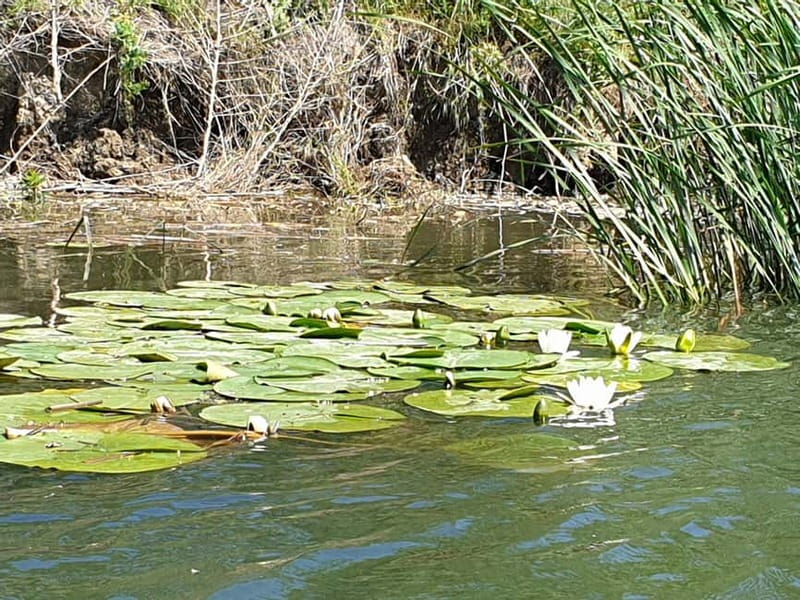 From Bucharest: 2-Day Danube Delta Wonders Small Group Tour - From Bucharest to Tulcea: start times that set the pace