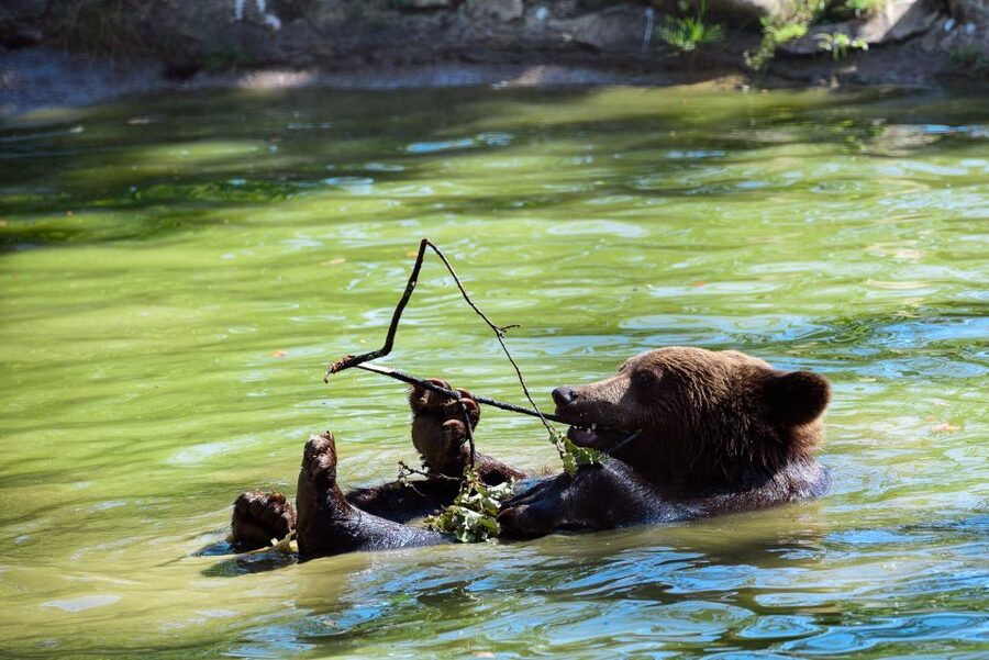 From Bucharest: Bear Sanctuary and Dracula Castle Day Tour - A nature rescue day trip that also scratches your Dracula itch