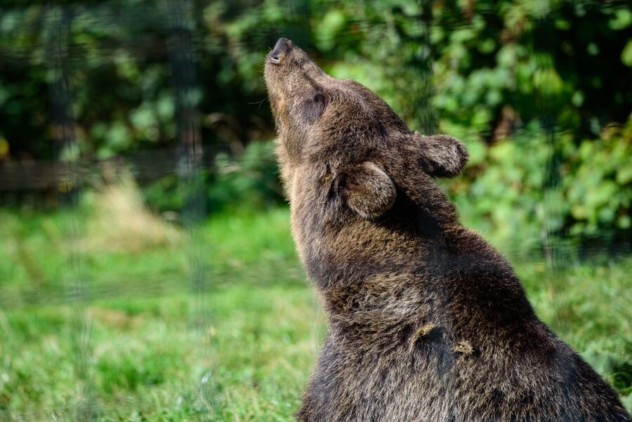 From Bucharest: Bear Sanctuary and Dracula Castle Day Tour - Bran Castle: Dracula The Impaler and a castle you can actually walk