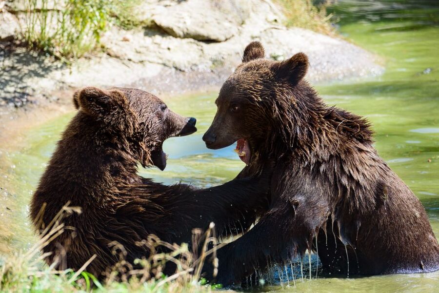 From Bucharest: Bear Sanctuary and Dracula Castle Day Tour - Who should book this tour, and who should pass