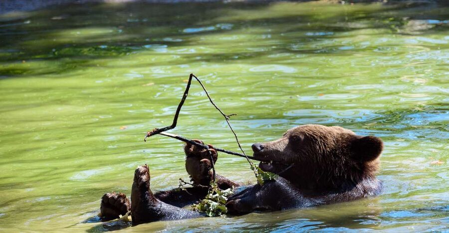 From Bucharest: Bear Sanctuary and Dracula Castle Day Tour - Libearty Bear Sanctuary Zărnești: forest, rivers, and second chances