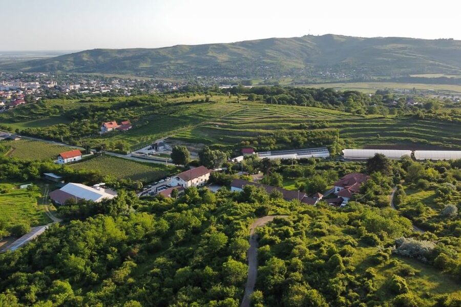 From Bucharest: Exclusive Dealu Mare Wine Tasting Tour - Dealu Mare, a Bucharest day trip built for red wine fans