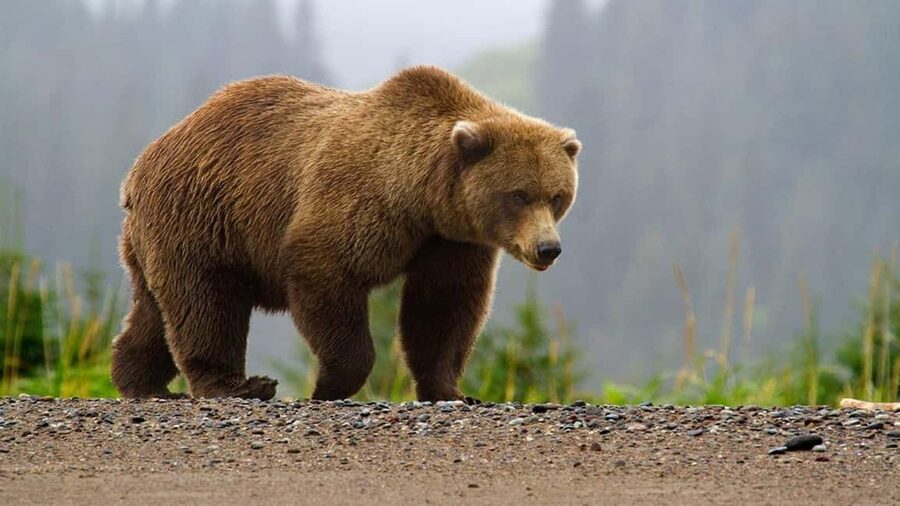 From Bucharest: Făgăraș Mountains and Bear Watching Tour - Why this bear and mountain route is worth your time