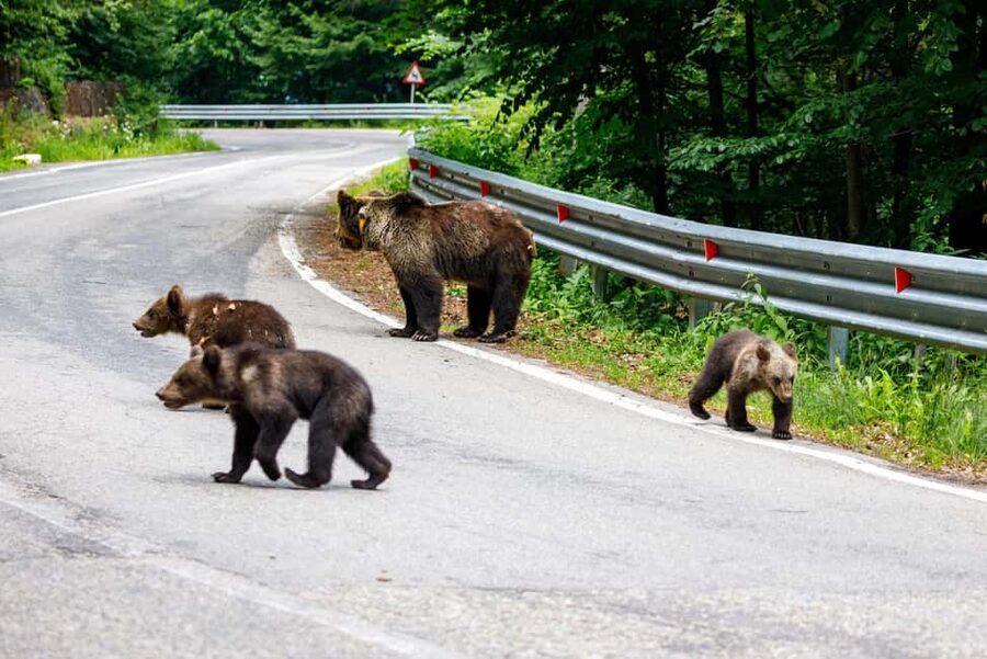From Bucharest: Făgăraș Mountains and Bear Watching Tour - Group size and guides: why it feels easier than a big bus tour