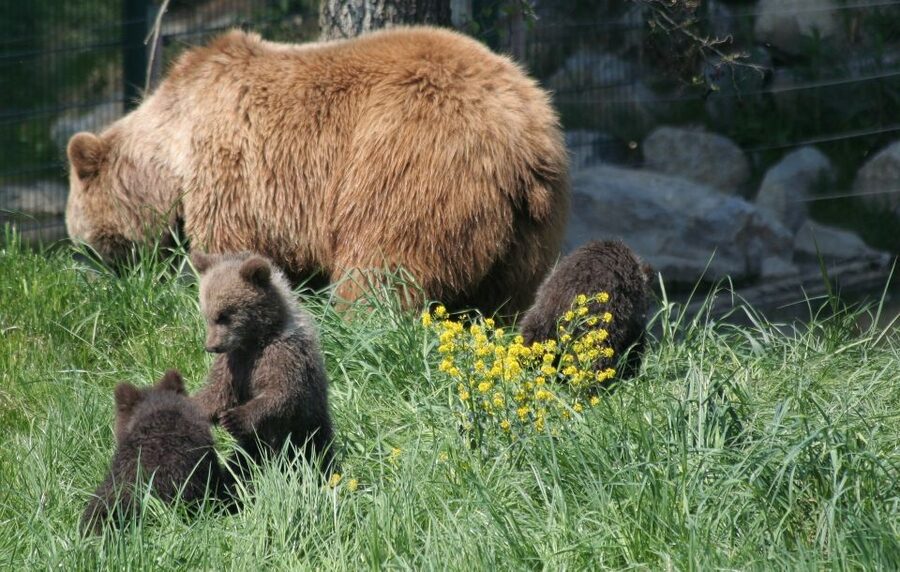 From Bucharest: Libearty Bear Sanctuary and Dracula's Castle - Key things to know before you go