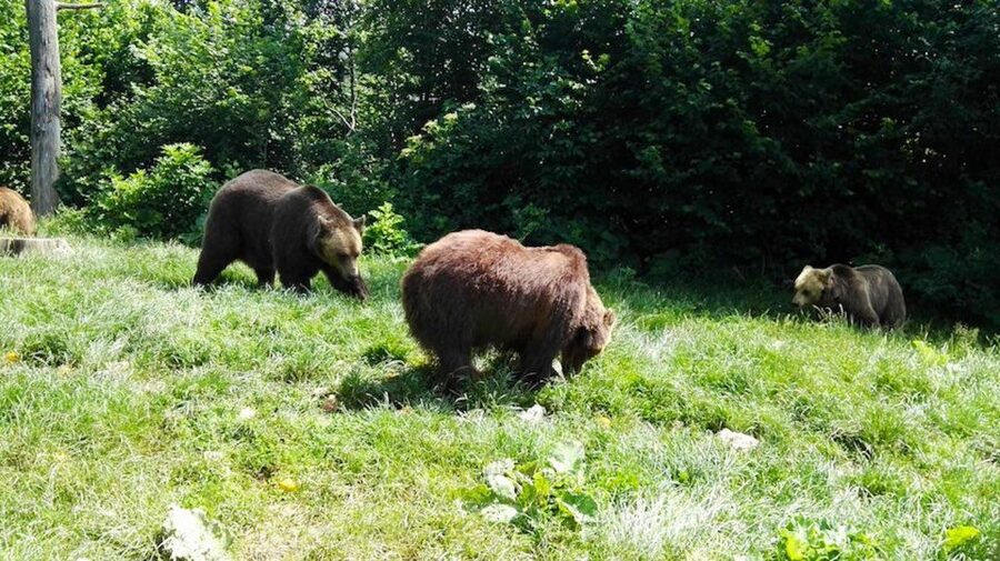 From Bucharest: Libearty Bear Sanctuary and Dracula's Castle - Bucharest to Transylvania in 10 hours: what the schedule really feels like