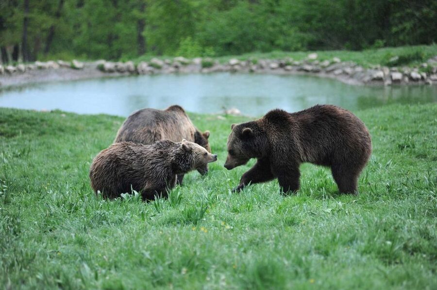 From Bucharest: Libearty Bear Sanctuary and Dracula's Castle - Bran Castle: the fortress behind the Dracula myth