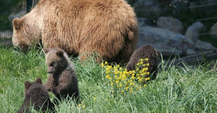 From Bucharest: Libearty Bear Sanctuary and Dracula's Castle - Price and value: is $159 per person fair for this day trip?