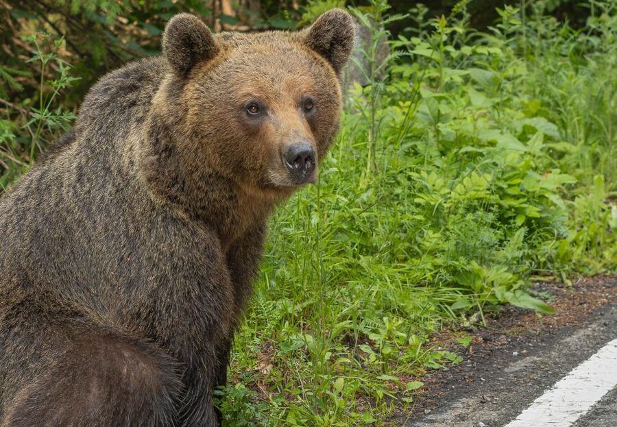 From Bucharest: Private Transfagarasan Highway Day Tour - Wildlife, flexible pacing, and guides who adapt to you