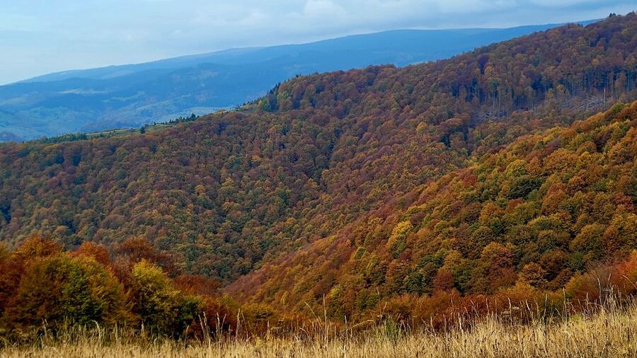 From Cluj-Napoca: Apuseni Mountains Hiking Guided Day Tour - Wildlife ID plus practical hiking: what you can ask and what you’ll notice