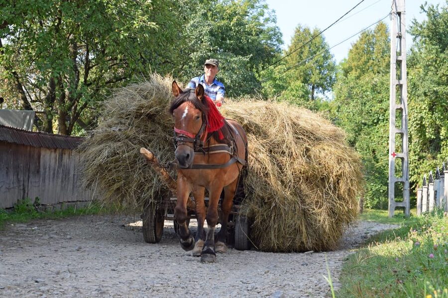 From Cluj-Napoca: Maramures Day Tour - Walking, Stairs, and How to Prepare Without Stress