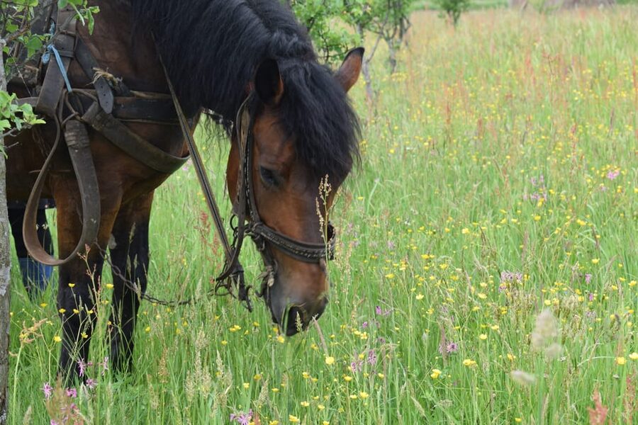 From Cluj-Napoca: Maramures Day Tour - Guide Matters: Why GetaClujTour Keeps Coming Up