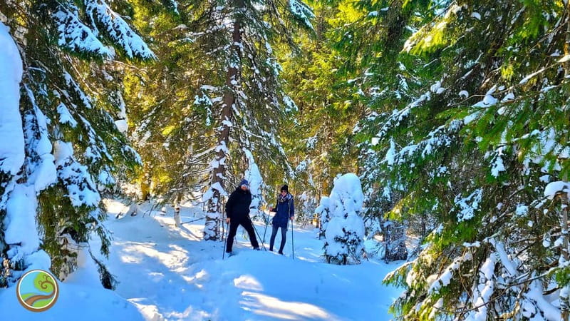 From Cluj: Winter Walking Trip on the Great Mountain - From Cluj To the Great Mountain: a Real 6-Hour Winter Walk